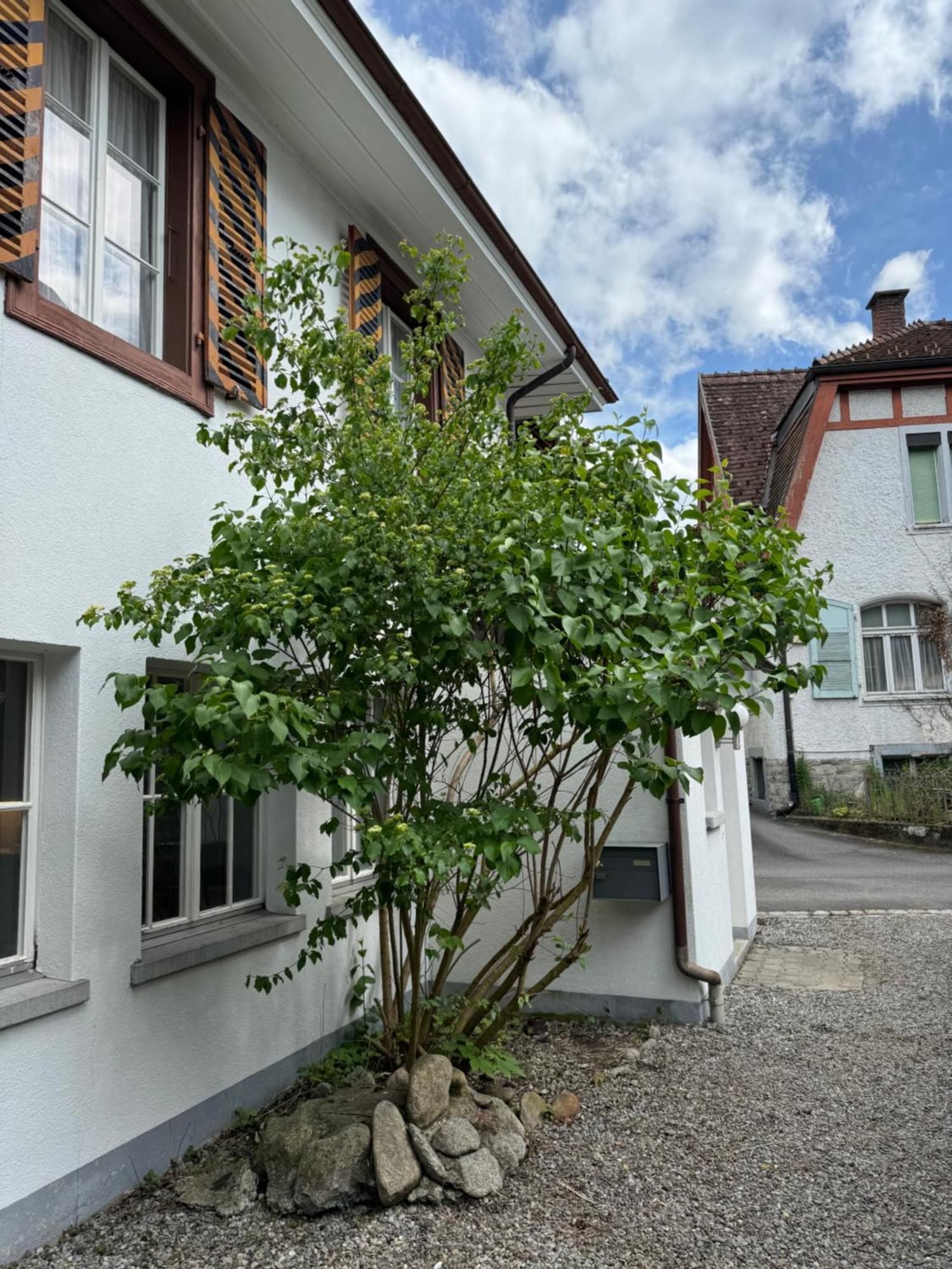 인터라켄 Garden House 빌라 외부 사진